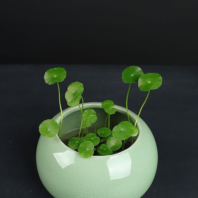 Minimalist Ceramic Hydroponic Container, Floor-Standing