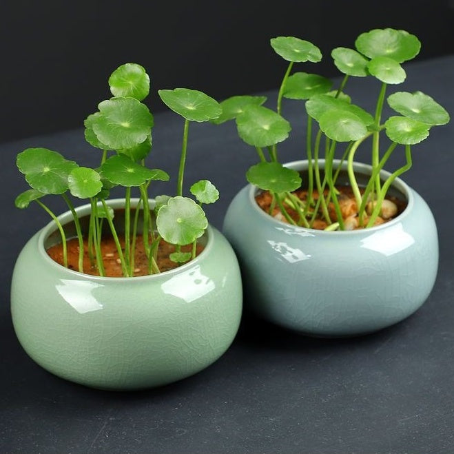 Minimalist Ceramic Hydroponic Container, Floor-Standing